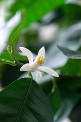 Detail to the white lemon tree flowers and it's pollen stamins. Slovakia