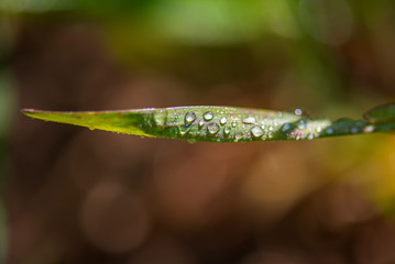 Drops of dew on the green grass. Photographed close-up with a blurred background.