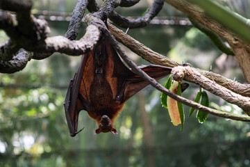 Cute flying fox hanging on a tree branch. Bat with a funny face. Wild animal in the wild. Zoo with good conditions