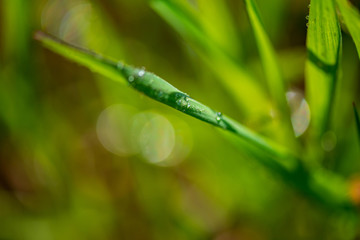 Drops of dew on the green grass. Photographed close-up with a blurred background.