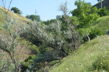 mountain landscape with trees