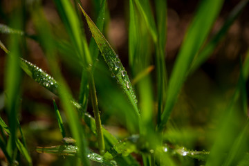 Drops of dew on the green grass. Photographed close-up with a blurred background.