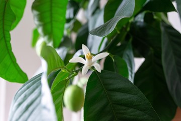 Detail to the white lemon tree flowers and it's pollen stamins. Slovakia