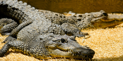 Lagartos en cautiverio