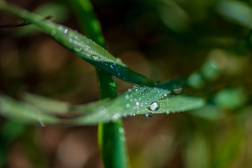 Drops of dew on the green grass. Photographed close-up with a blurred background.