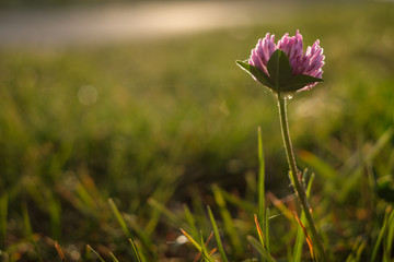 Obraz premium Clover flower close-up