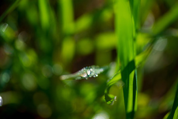 Drops of dew on the green grass. Photographed close-up with a blurred background.