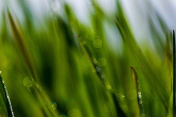 Fototapeta na wymiar Drops of dew on the green grass. Photographed close-up with a blurred background.