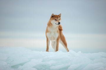 Beautiful portrait of a Shiba dog in the snow. The photo is of good quality.