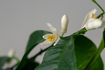Detail to the white lemon tree flowers and it's pollen stamins. Slovakia