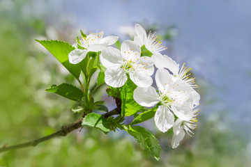 Branch of flowering cherry tree on blurred background