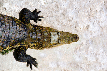 Lagarto asolandose
