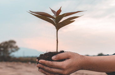 Women holding seedlings are prepared to plant in the ground and take good care of the trees, Plants...