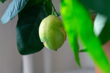 Lemon fruit on the lemon tree in the room. Slovakia