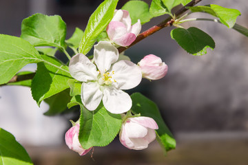 Flower of apple tree on branch on a blurred background