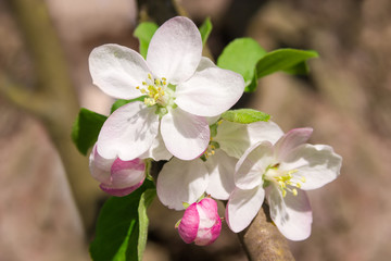 Naklejka na ściany i meble Flowers of apple tree on branch on a blurred background