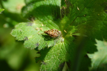 the little spider eats a green grasshopper on a leaf. brown spider attacking grasshopper. spider against grasshopper. spider eating green grasshopper. insect macro shot in nature.
