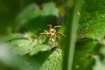 the little spider eats a green grasshopper on a leaf. brown spider attacking grasshopper. spider against grasshopper. spider eating green grasshopper. insect macro shot in nature.