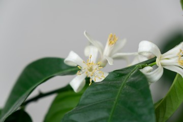 Detail to the white lemon tree flowers and it's pollen stamins. Slovakia