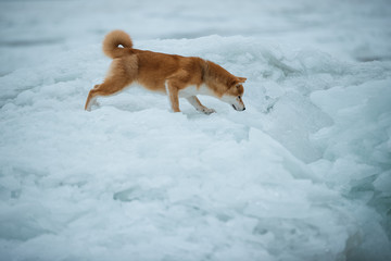 Beautiful portrait of a Shiba dog in the snow. The photo is of good quality.