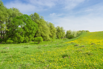 Deciduous forest in floodplain near the hilly grassland