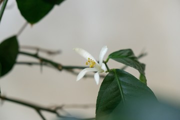 Detail to the white lemon tree flowers and it's pollen stamins. Slovakia