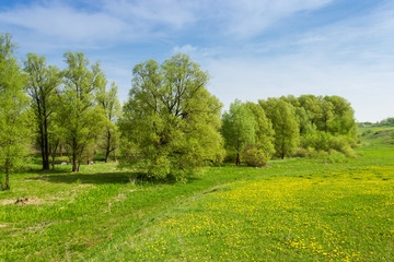 Old willows in floodplain near the hilly grassland