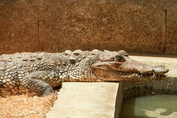 Lagarto en cautiverio