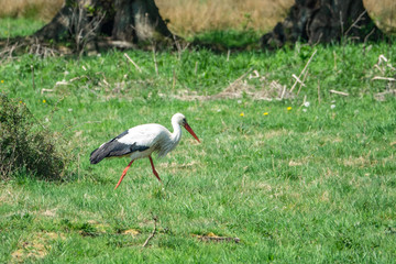 Storch