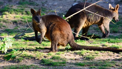Fototapeta premium Australian Kangaroo. Adult. Zoo