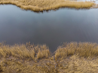 Photo of water sea grass near river Lielupe on a cloudy day.