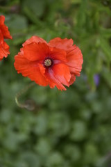 Obraz premium Coquelicot fleur rouge 