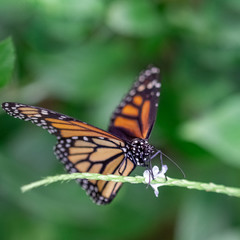 Fototapeta na wymiar Black and orange butterfly in the grass flower