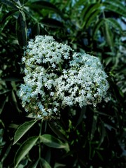 flowers in the garden