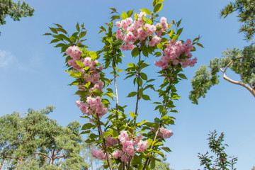 Branches of flowering cherry blossom in framed by pine branches