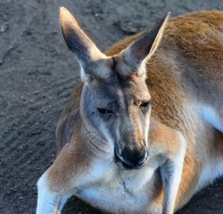 Australian Kangaroo. Adult. Zoo