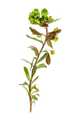 Beetle bug on flowers of milkweed on a white background