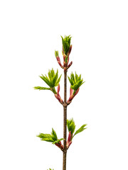 Young branch of a maple tree with blooming green leaves isolated on white. Branches of leaves and buds on a white background