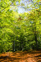 Forest in autumn colors. Autumn leaves ground. Romantic background.