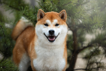 Beautiful portrait of a Shiba dog on the background of a forest. The photo is of good quality.