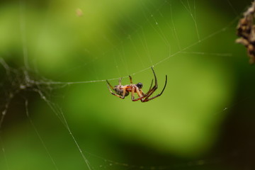 Spider and spider web in nature. Spider on web. macro photo of spider moving on the web.