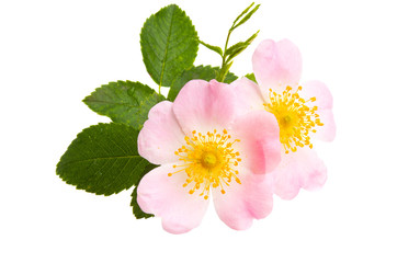 Fototapeta premium rosehip rose isolated
