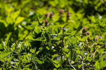 Brennnesseln vor Taubnesseln