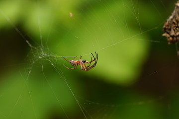 Spider and spider web in nature. Spider on web. macro photo of spider moving on the web.