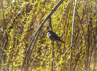 Sparrow on a branch