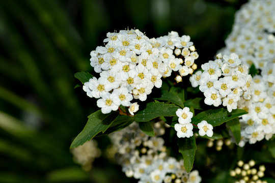 Reeves Spirea