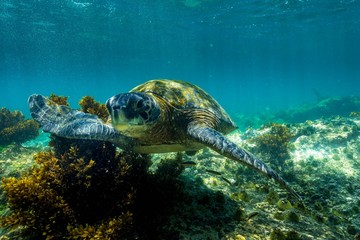 Obraz na płótnie Canvas green sea turtle