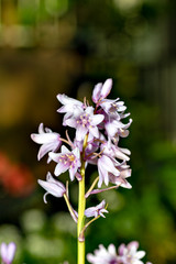 Fototapeta na wymiar Spanish bluebell (Hyacinthoides hispanica) in full blooming in Japan