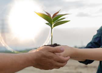 Young men and women are protecting seedlings and preparing to plant in the soil ready for growth,...