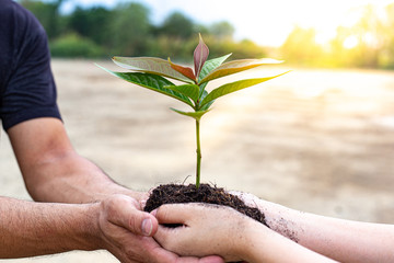 Young men and women are protecting seedlings and preparing to plant in the soil ready for growth,...
